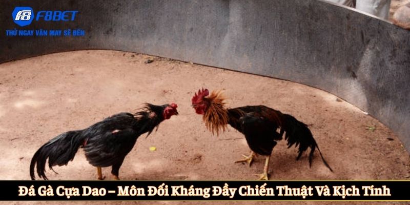 Đá gà cựa dao