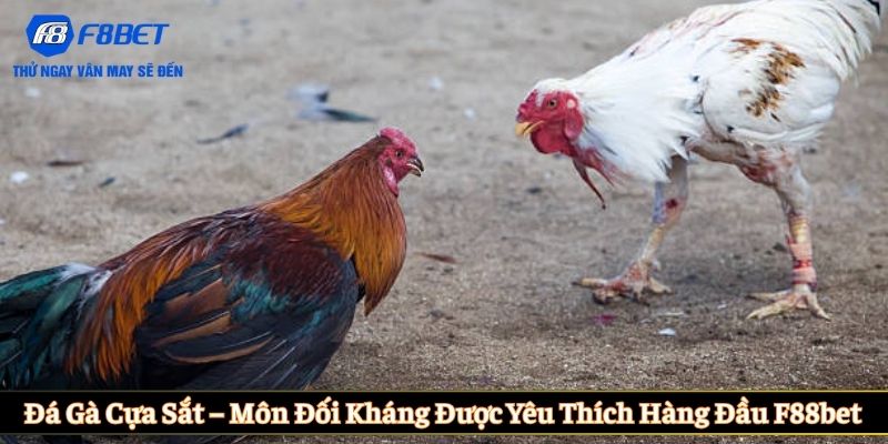 Đá gà cựa sắt