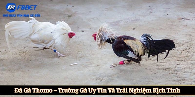 Đá gà Thomo