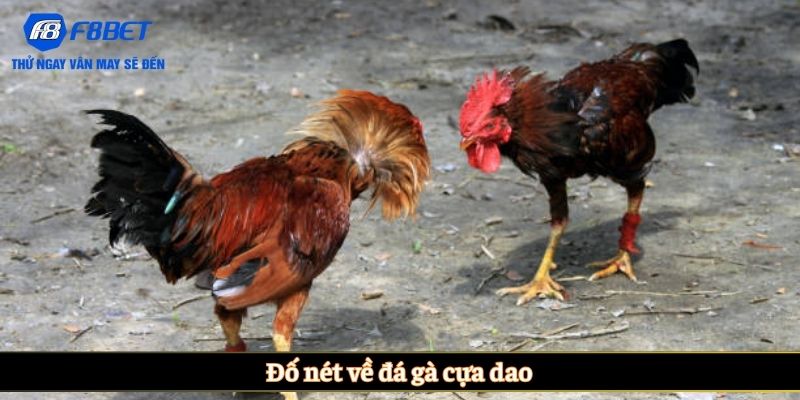 Đố nét về đá gà cựa dao