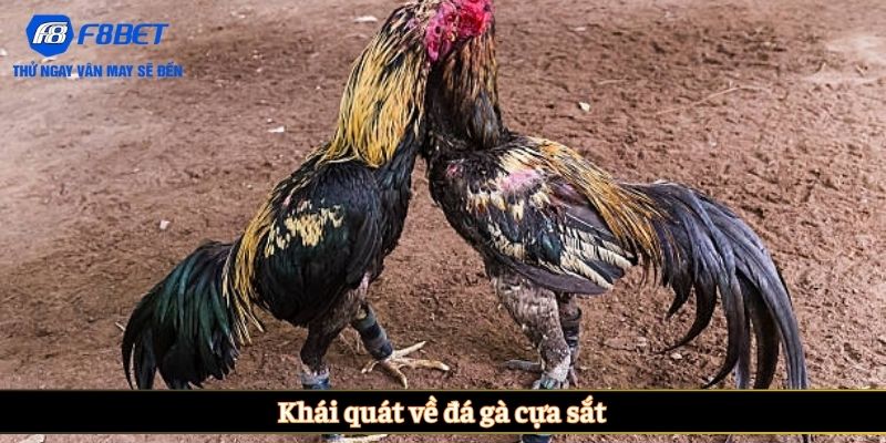 Khái quát về đá gà cựa sắt