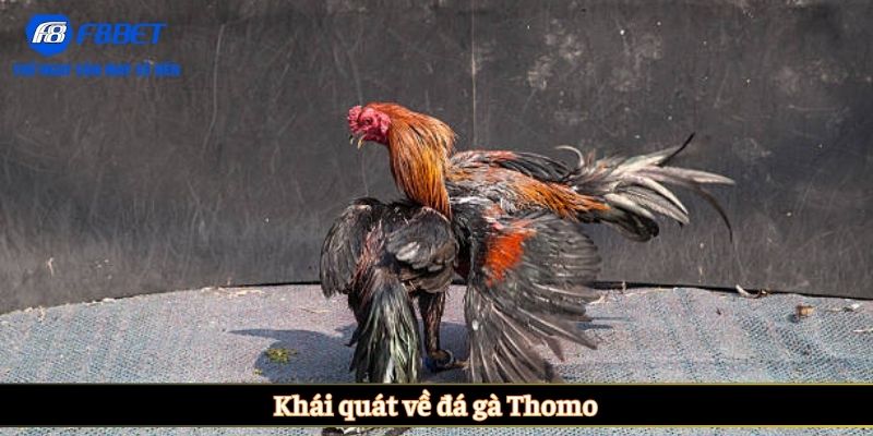 Khái quát về đá gà Thomo