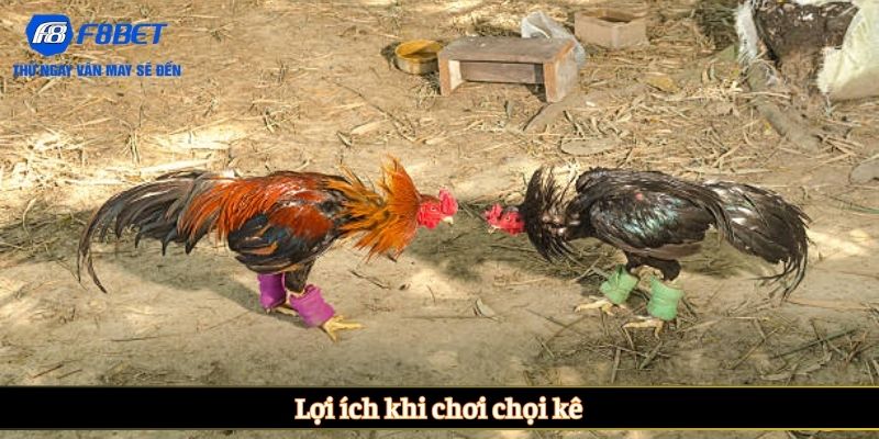Lợi ích khi chơi chọi kê
