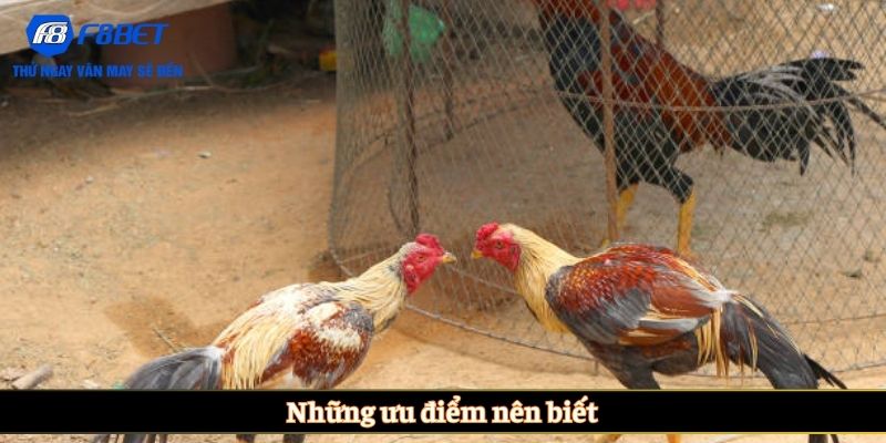 Những ưu điểm nên biết